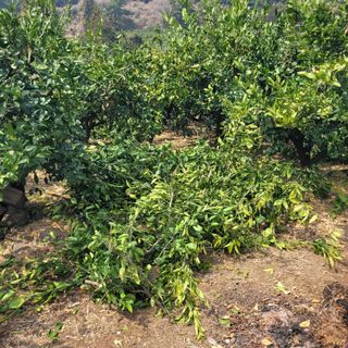 서귀포달코롬감귤농원님의 귤 · 영농일지 작성글 사진