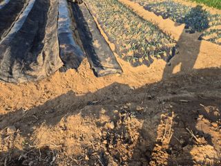 김도훈님의 고추 · 영농일지 작성글 사진