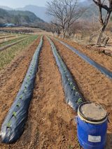 팜모닝 옥수수·영농일지 게시글 이미지