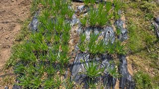 정인재님의 시금치 · 영농일지 작성글 사진