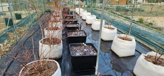 귤8352님의 블루베리 · 영농일지 작성글 사진