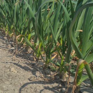 박흠님의 마늘 · 영농일지 작성글 사진