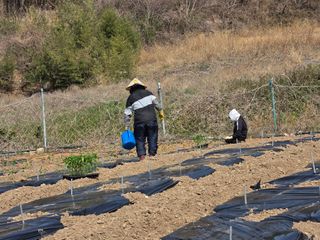 고추농사 정 미라님의 기타작물 · 영농일지 작성글 사진