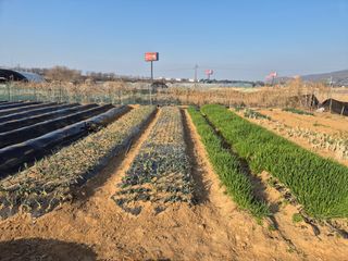 김도훈님의 고추 · 영농일지 작성글 사진