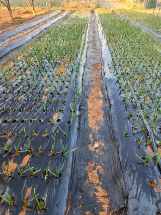 벙개도리님의 기타작물 · 영농일지 작성글 사진