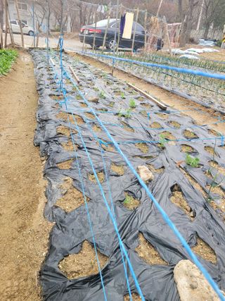 알렉산더님의 양파 · 영농일지 작성글 사진