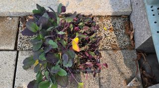 강호지인님의 기타작물 · 영농일지 작성글 사진