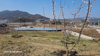 장정규님의 복숭아 · 영농일지 작성글 사진