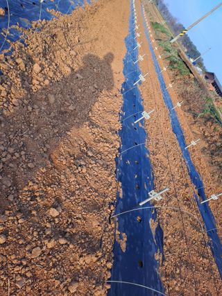 고산1128님의 고추 · 영농일지 작성글 사진