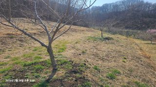 장정규님의 복숭아 · 영농일지 작성글 사진