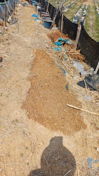 박순덕님의 기타작물 · 영농일지 작성글 사진