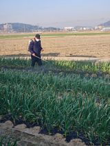 팜모닝 마늘·영농일지 게시글 이미지