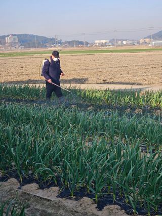 파인cool님의 마늘 · 영농일지 작성글 사진
