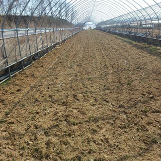 김진영님의 기타작물 · 영농일지 작성글 사진