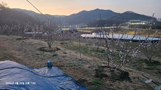 장정규님의 복숭아 · 영농일지 작성글 사진