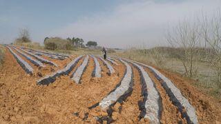 김도영님의 옥수수 · 영농일지 작성글 사진