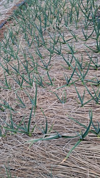 bpjh9173님의 마늘 · 영농일지 작성글 사진