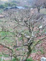 팜모닝 감·영농일지 게시글 이미지