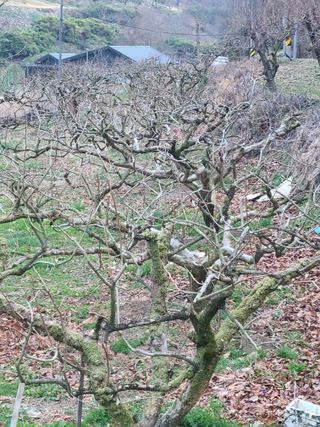 박춘성님의 감 · 영농일지 작성글 사진