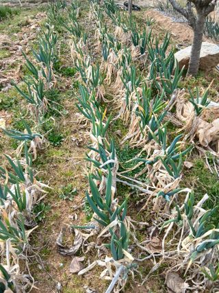 엄기덕님의 양파 · 영농일지 작성글 사진