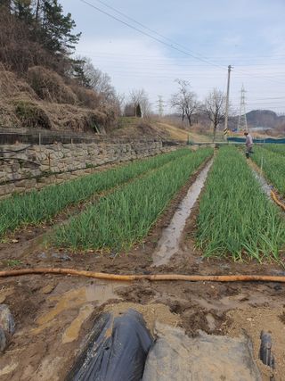 옥천서화농님의 옥수수 · 영농일지 작성글 사진