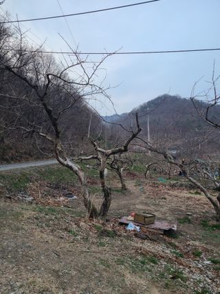 박춘성님의 감 · 영농일지 작성글 사진