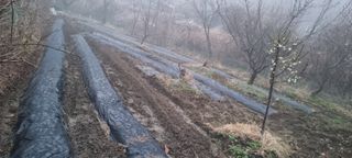 달방구님의 기타작물 · 영농일지 작성글 사진