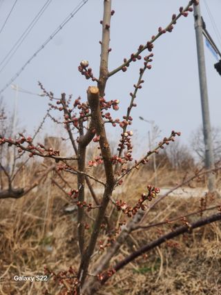 안종범님의 사과 · 영농일지 작성글 사진