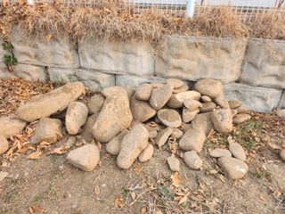 손정아님의 옥수수 · 영농일지 작성글 사진