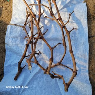 정찬영님의 기타작물 · 영농일지 작성글 사진