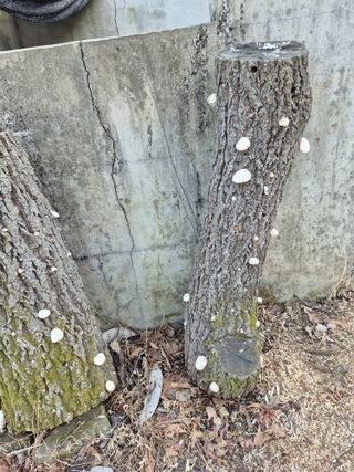 엉뚱님의 기타작물 · 영농일지 작성글 사진