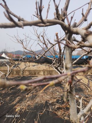 안종범님의 사과 · 영농일지 작성글 사진