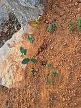 팜모닝 기타작물·영농일지 게시글 이미지