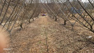 김준한님의 자두 · 영농일지 작성글 사진