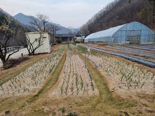 자병산무농약고추님의 마늘 · 영농일지 작성글 사진