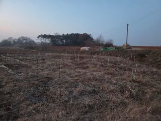 들깨19419님의 옥수수 · 영농일지 작성글 사진