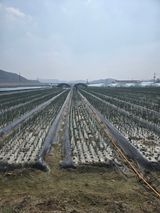 팜모닝 기타작물·영농일지 게시글 이미지