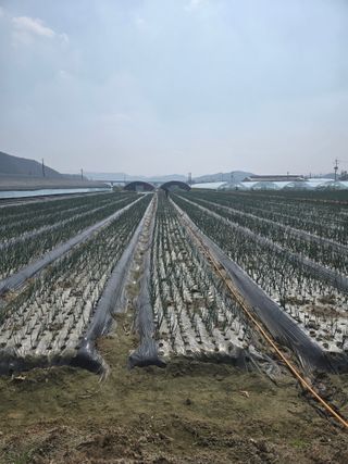 이낙훈님의 기타작물 · 영농일지 작성글 사진