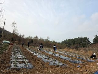 고추농사 정 미라님의 기타작물 · 영농일지 작성글 사진