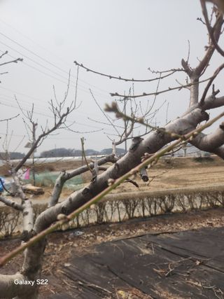 안종범님의 사과 · 영농일지 작성글 사진
