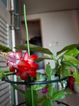 결단이님의 기타작물 · 영농일지 작성글 사진