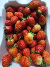 팜모닝 벼·영농일지 게시글 이미지