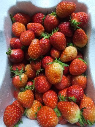 이미옥님의 벼 · 영농일지 작성글 사진