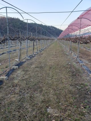 소백산단산포도이종석님의 포도 · 영농일지 작성글 사진