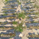 삼성농산님의 작성글 사진