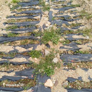 삼성농산님의 기타작물 · 영농일지 작성글 사진