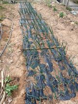 엄기덕님의 작성글 사진