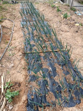 엄기덕님의 양파 · 영농일지 작성글 사진