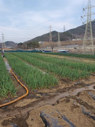 옥천서화농님의 옥수수 · 영농일지 작성글 사진