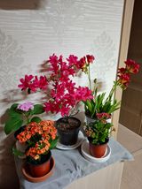 팜모닝 기타작물·영농일지 게시글 이미지